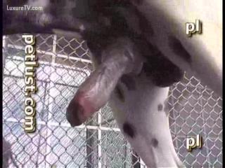Man Finds Unforgettable Fulfillment in Surprising Dalmatian Encounter: Hot Beastiality Porn Clip!