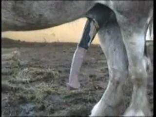 Ranch Hand Captures Shocking Zoo Fetish Video - Horse Getting a Hard Cock in Zoo Porn Horse Sex!