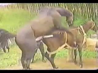Horse fucking hardcore - porn horse watch animal sex xxx