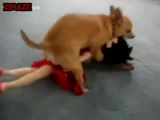 free animal porn video clip dog sex free watch and download this videos free zoo