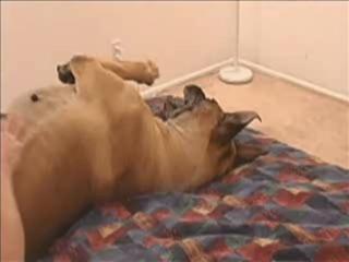 Many various types of porn zoo videos include males with female dogs.